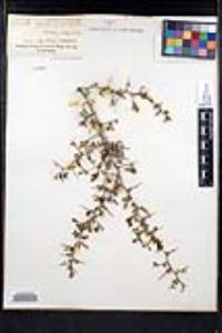 Ziziphus parryi image