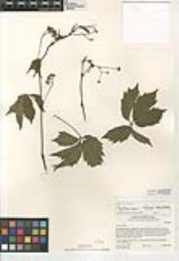 Parthenocissus inserta image