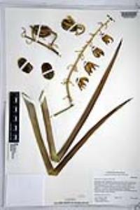 Hesperoyucca whipplei image