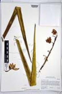 Yucca schidigera image