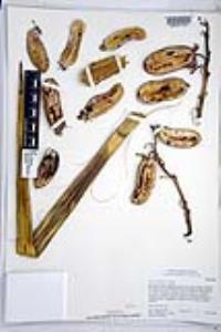 Yucca schidigera image