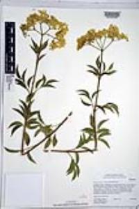 Sambucus nigra subsp. caerulea image