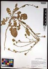Hirschfeldia incana image