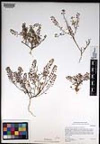 Lepidium densiflorum image