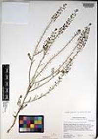Lepidium virginicum subsp. menziesii image
