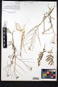 Sisymbrium altissimum image