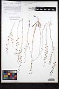 Thysanocarpus curvipes image