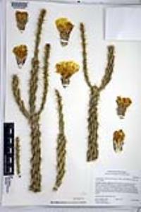 Cylindropuntia californica var. parkeri image