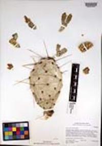 Opuntia phaeacantha image