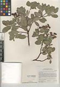 Arctostaphylos parryana image
