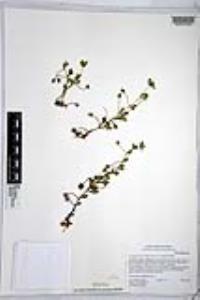Nemophila menziesii var. integrifolia image