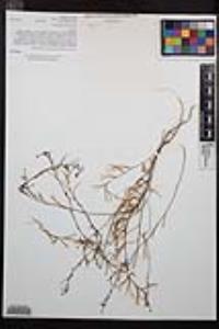 Camissonia strigulosa image