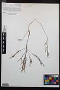 Camissonia strigulosa image