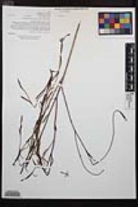Clarkia similis image