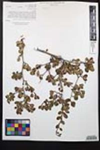 Cercocarpus montanus image