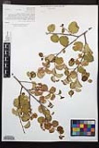 Prunus ilicifolia subsp. ilicifolia image