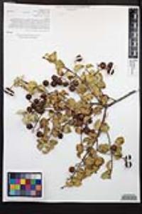 Prunus ilicifolia subsp. ilicifolia image
