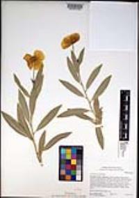 Dendromecon rigida image