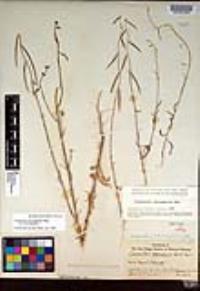 Caulanthus heterophyllus var. heterophyllus image