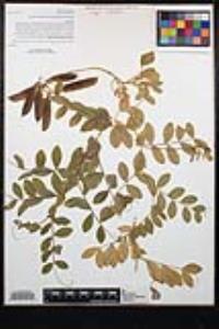 Lathyrus japonicus image