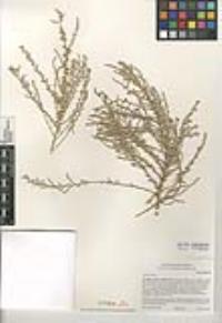 Atriplex julacea image