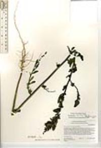 Chenopodium strictum image