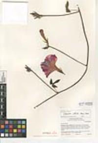 Ipomoea indica image