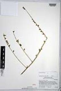 Chlorogalum parviflorum image