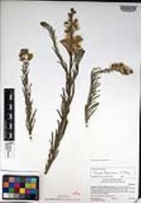 Conyza bonariensis image