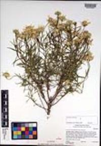 Ericameria linearifolia image