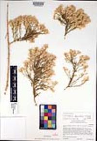 Ericameria paniculata image