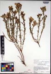 Ericameria pinifolia image