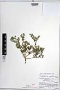 Johnstonella angustifolia image