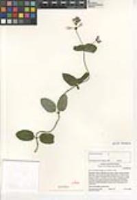 Lonicera hispidula image