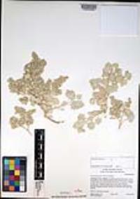 Atriplex hymenelytra image