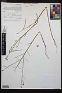 Eulobus californicus image