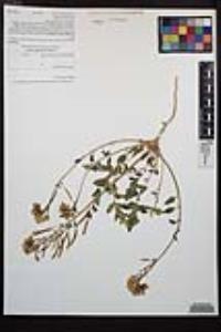 Chylismia claviformis var. peirsonii image