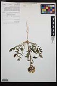 Chylismia claviformis image