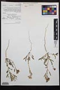 Chylismia claviformis var. peirsonii image