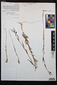 Clarkia purpurea subsp. quadrivulnera image