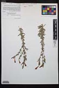 Epilobium canum image