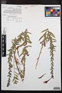 Epilobium canum image