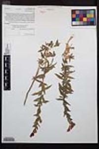 Epilobium canum subsp. latifolium image