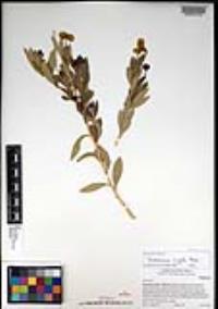 Dendromecon rigida image