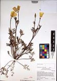 Eschscholzia californica image