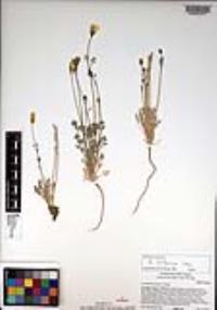 Eschscholzia californica image