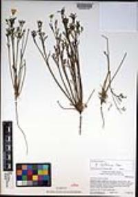 Eschscholzia californica image
