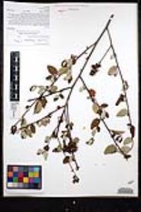 Ceanothus tomentosus var. olivaceus image