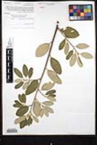 Frangula californica image