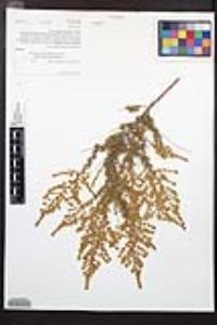 Adenostoma fasciculatum image